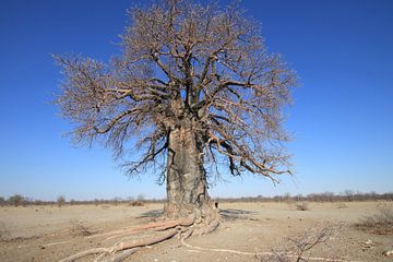 Baobab van Petervanderlecq