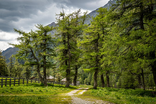 Sentier de randonnée au milieu de vieux mélèzes, dans une vallée idyllique des Alpes