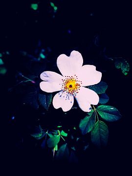 Happy flower dark background by Stardust Concepts