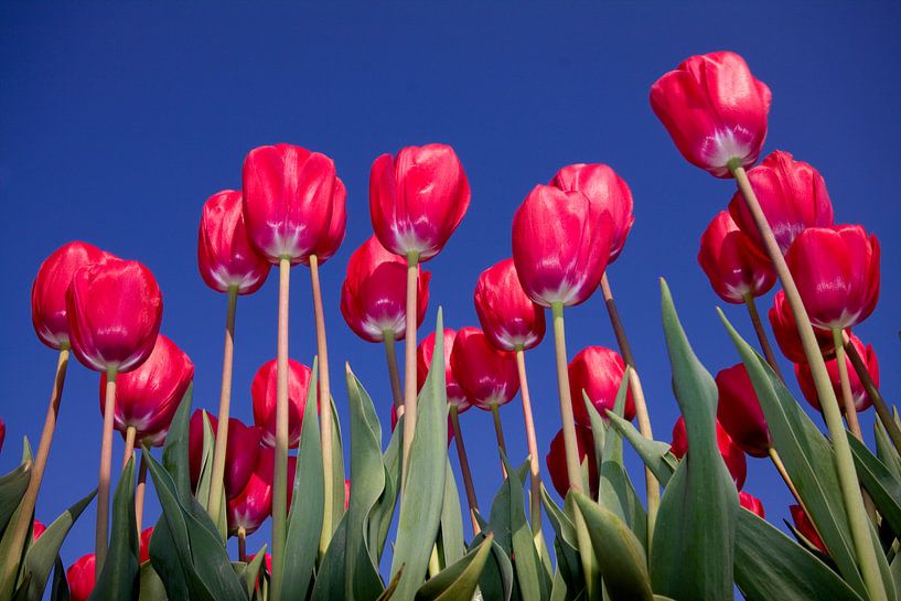 In voller Blüte von Inge Wiedijk