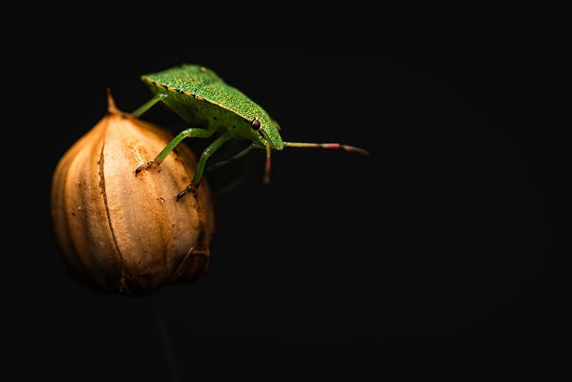 Ready for the jump by Ruud Overes