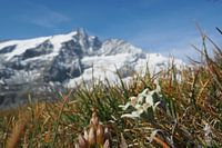 Edelweiß, Flora und Fauna der Alpen – faszinierende Naturfotografie aus den Tauerngebirge