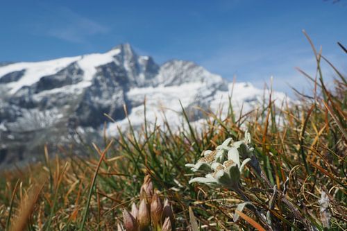 Edelweiss, flora en fauna van de Alpen - fascinerende natuurfotografie uit het Tauerngebergte