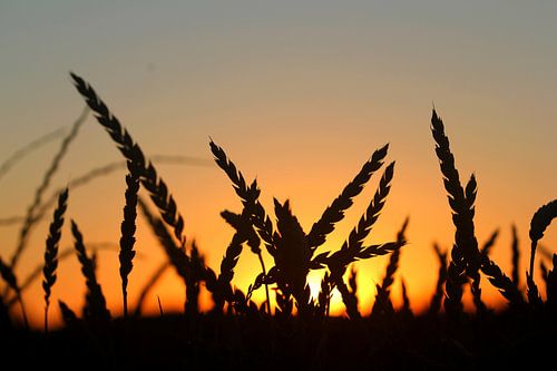 Korenveld bij ondergaande zon