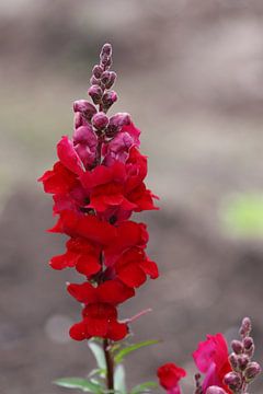 Rode leeuwenbek bloemen van Kimberley van Lokven