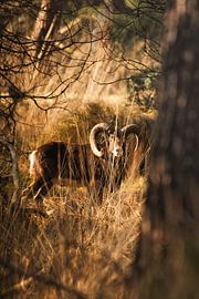 Das Mufflon in freier Wildbahn von Yuri Hogenes