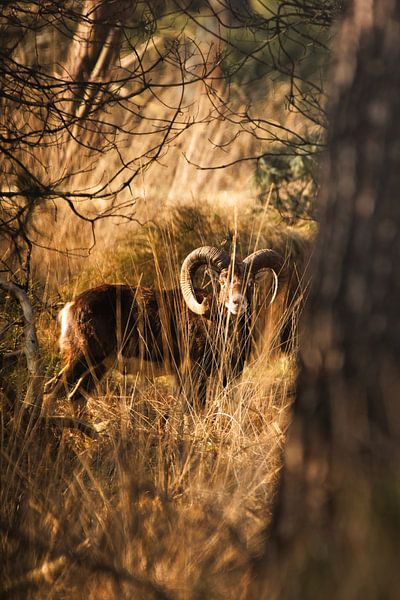 The mouflon in the wild by Yuri Hogenes
