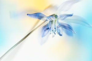 Bunte Blausterne (Scilla)