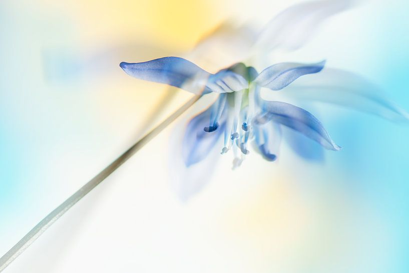 Bunte Blausterne (Scilla) von Cor de Hamer
