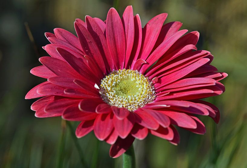 Rotviolette Blüte mit gelber Mitte, Gerbera von Robin Verhoef