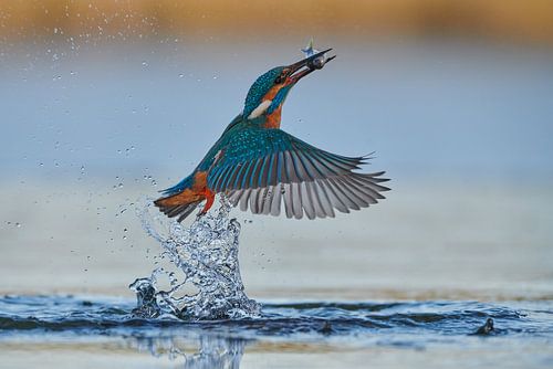 Martin-pêcheur - En un clin d'œil