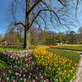 Blumenzwiebelgarten und Park De Keukenhof, Lisse, , Südholland, Niederlande von Rene van der Meer