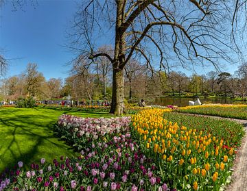 Blumenzwiebelgarten und Park De Keukenhof, Lisse, , Südholland, Niederlande von Rene van der Meer