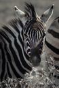 Zebra Schnurrbart von Loris Photography Miniaturansicht