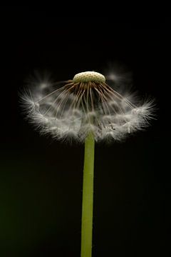 Paardenbloem van MSP Canvas