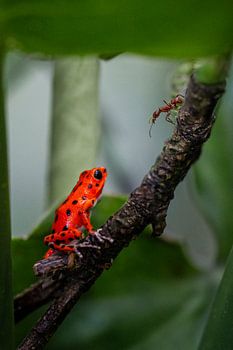 Erdfrosch im Kampf mit Ameise
