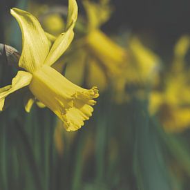 Schöne gelbe Osterblumen Foto - Rivierenhof, Deurne, Antwerpen | Frühlingsblüten von Kristof Leffelaer