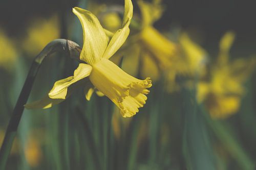 Prachtige Gele Paasbloemen Foto - Rivierenhof, Deurne, Antwerpen | Lente Bloesems