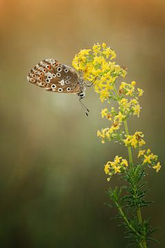 Beauty van Peter R