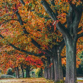 autumn trees by snippefotografie