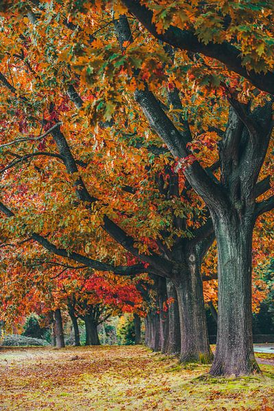 Herbstbäume von snippefotografie