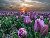Tulpen paars