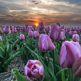 Tulpen paars von Patrick van Baar