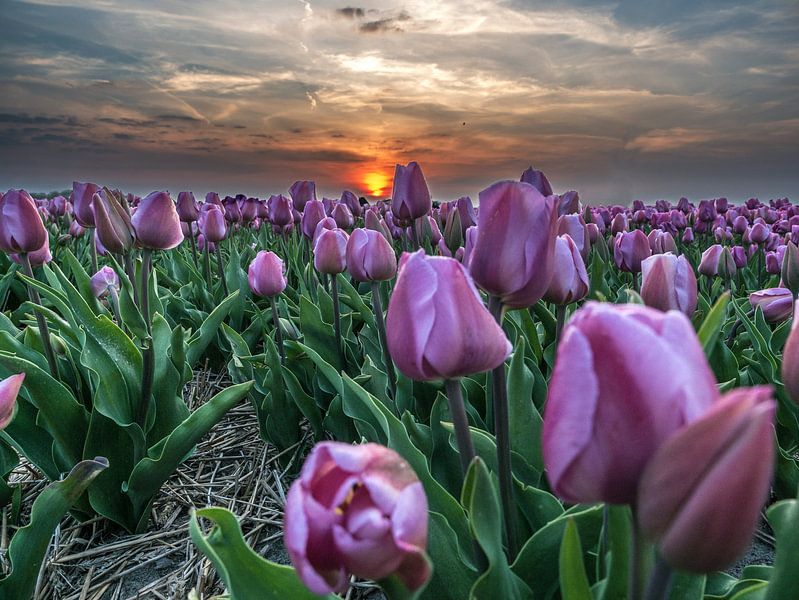 Tulpen paars von Patrick van Baar