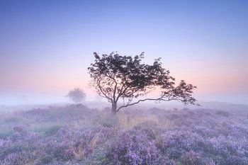 Dromend op de heide...