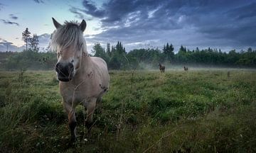 Horses in the mist by Bart Sallé