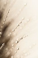 Abstraktes Taupe - Beige: Wassertropfen