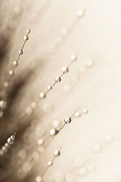Abstract taupe - beige: Water drops by Marjolijn van den Berg