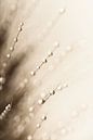Abstract taupe - beige: Water drops by Marjolijn van den Berg thumbnail
