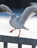 Portrait de mouette