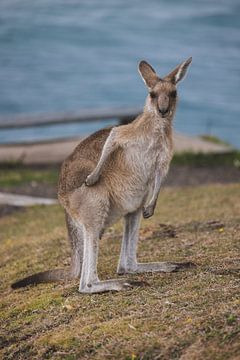 Kangaroo boven op de heuvels van Hat Head van Ken Tempelers