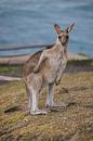 Kangaroo atop Hat Head hills by Ken Tempelers thumbnail