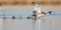 Fuut rennend over het water von Menno Schaefer Miniaturansicht