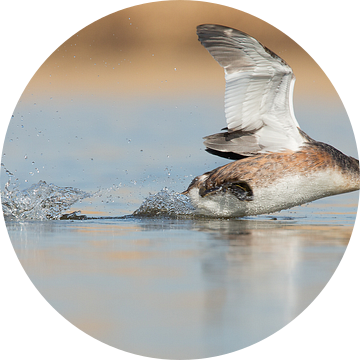 Fuut rennend over het water van Menno Schaefer