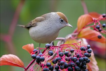 Zwarte grasmus (Sylvia atricapilla)