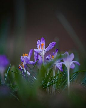 Krokus in het Amsterdamse Bos van Tom Zwerver
