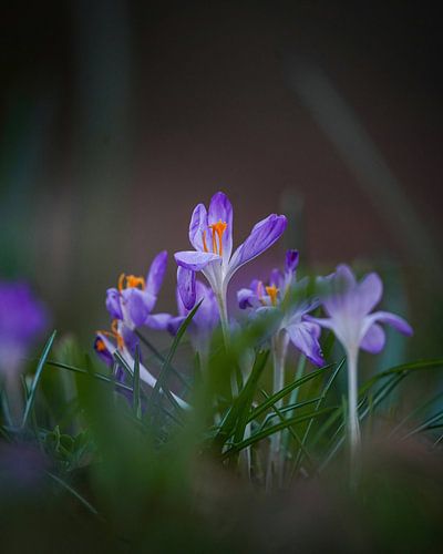 Crocus in the Amsterdam Forest