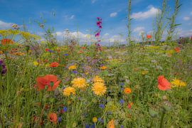 Field flowers by Moetwil en van Dijk - Fotografie