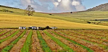 Winterwijngaarden in Zuid-Afrika van Werner Lehmann