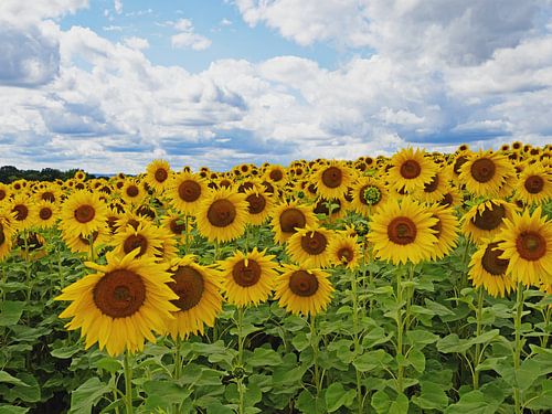 Blooming sunflowers in Saxony