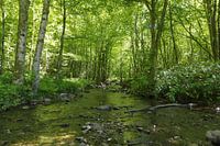 A stream in spring
