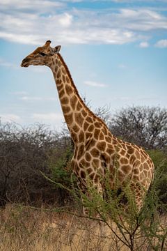 Grote Afrikaanse giraffe in Namibië, Afrika van Patrick Groß