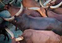 Buffels