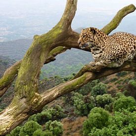 Panther im Baum von Dennis Schaefer