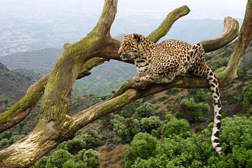 Panther im Baum von Dennis Schaefer