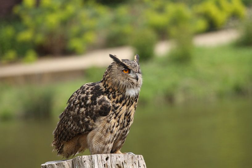 Eule von Sander Miedema